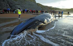Ballena varada en Sopelana
