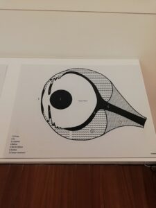 representación de la sección de un ojo de ballena con relieves para tocar
