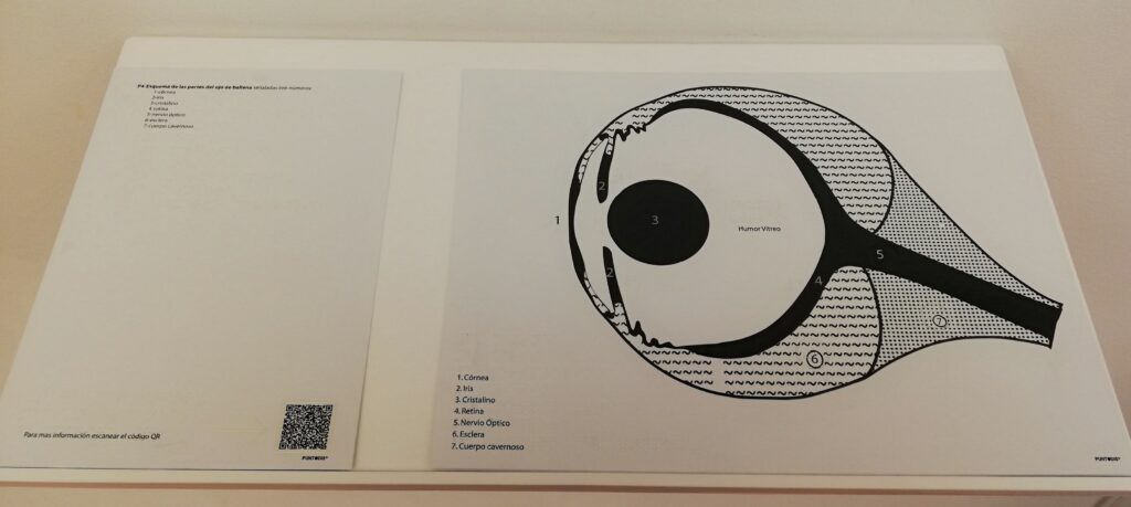 Representación de la sección de un ojo para tocar