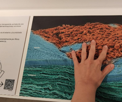 Exposición El Ojo de la ballena en el Itsasmuseum de Bilbao con información en formato de Lectura Fácil (LF)
