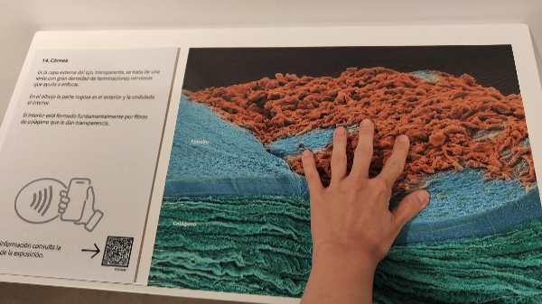 Exposición El Ojo de la ballena en el Itsasmuseum de Bilbao con información en formato de Lectura Fácil (LF)
