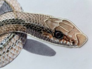 Fotografia de primer plano de una serpiente con relieve
