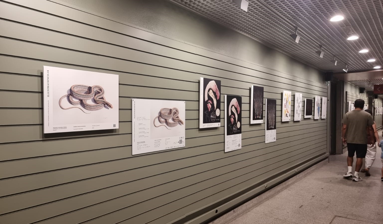 Exposición de Illustraciencia con imágenes con relieve colgadas de la pared