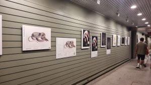 Exposición de Illustraciencia con imágenes para ver y tocar colgadas de la pared