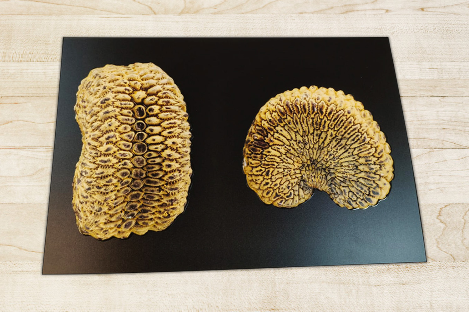 semilla microscópica con relieve