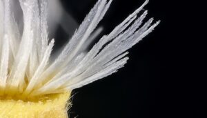 Semilla microscópica
