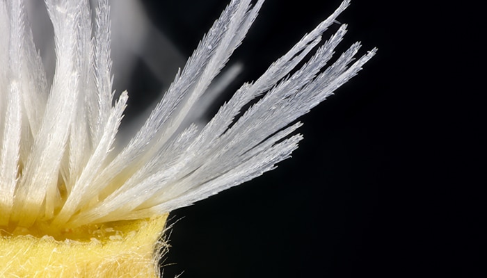 Semilla microscópica
